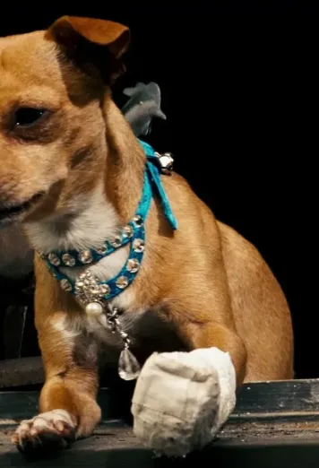 Chester the Chihuahua