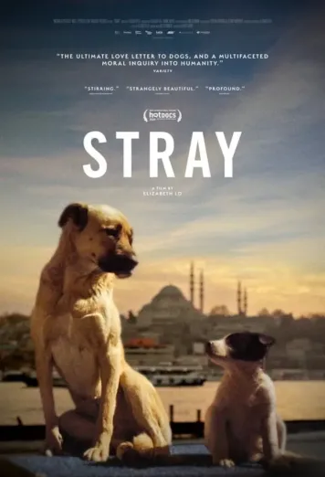 Stray