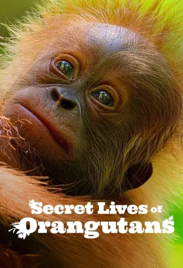 Secret Lives Of Orangutans